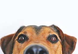 healing-animals-260x182