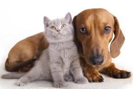 pet-connections-272x182